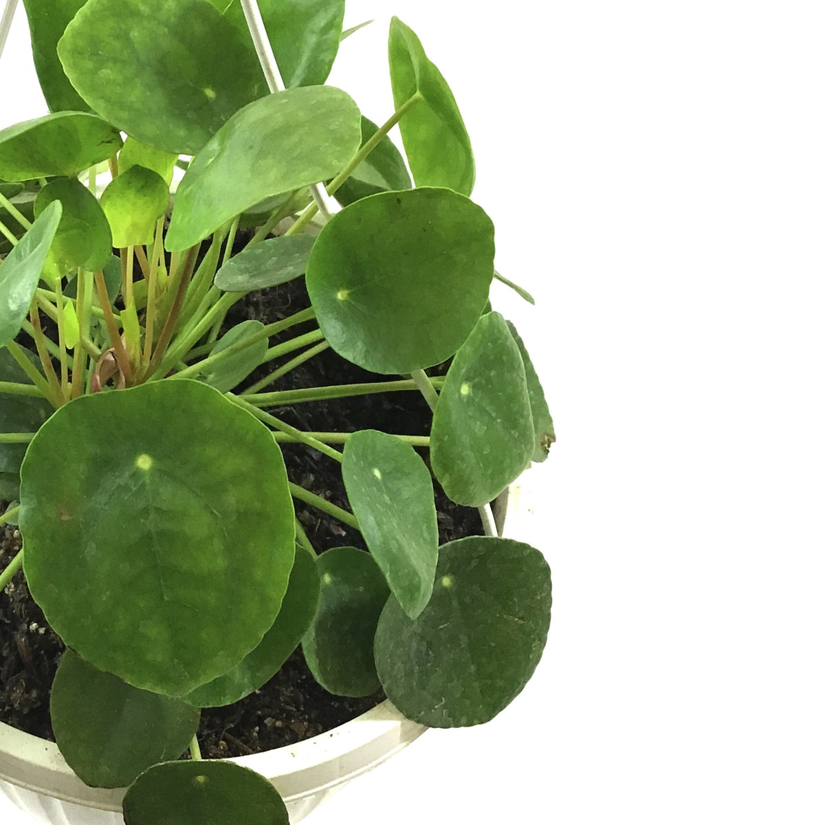 Pilea, 10in HB, Peperomioides - Floral Acres Greenhouse & Garden Centre