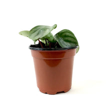 Load image into Gallery viewer, Peperomia, 4in, Watermelon - Floral Acres Greenhouse &amp; Garden Centre
