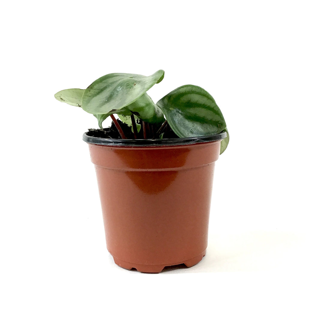 Peperomia, 4in, Watermelon - Floral Acres Greenhouse & Garden Centre