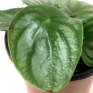 Peperomia, 4in, Watermelon - Floral Acres Greenhouse & Garden Centre