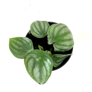 Peperomia, 4in, Watermelon - Floral Acres Greenhouse & Garden Centre