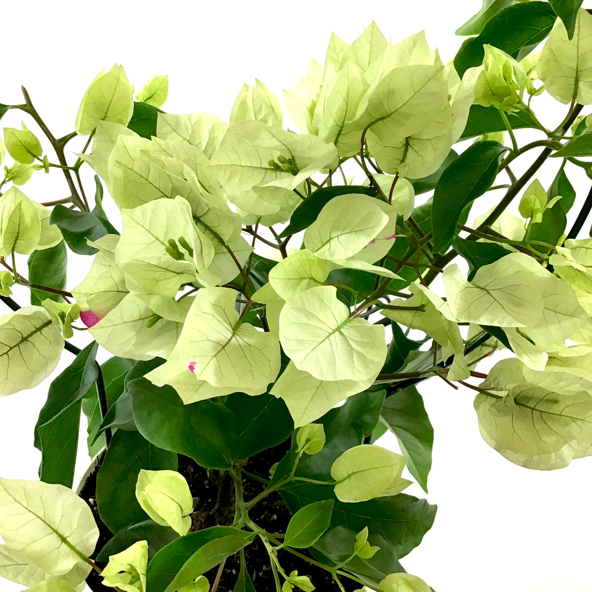 Bougainvillea, 6in, Assorted Colours with Ring - Floral Acres Greenhouse & Garden Centre