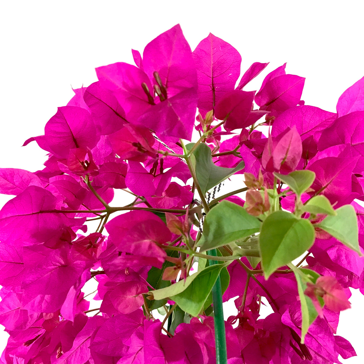 Bougainvillea, 6in, Assorted Colours with Ring - Floral Acres Greenhouse & Garden Centre