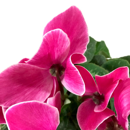 Cyclamen, 6in, Persicum, Assorted Colours - Floral Acres Greenhouse & Garden Centre