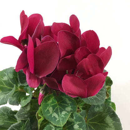 Cyclamen, 6in, Persicum, Assorted Colours - Floral Acres Greenhouse & Garden Centre