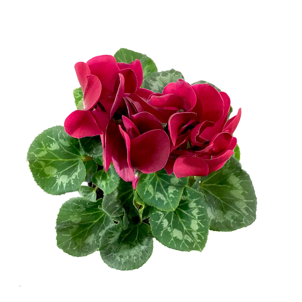 Cyclamen, 6in, Persicum, Assorted Colours - Floral Acres Greenhouse & Garden Centre