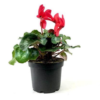 Cyclamen, 6in, Persicum, Assorted Colours - Floral Acres Greenhouse & Garden Centre