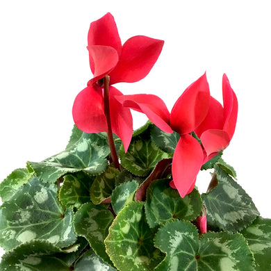 Cyclamen, 6in, Persicum, Assorted Colours - Floral Acres Greenhouse & Garden Centre