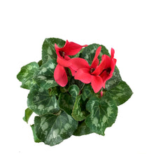 Load image into Gallery viewer, Cyclamen, 6in, Persicum, Assorted Colours - Floral Acres Greenhouse &amp; Garden Centre
