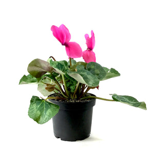 Cyclamen, 6in, Persicum, Assorted Colours - Floral Acres Greenhouse & Garden Centre