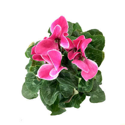 Cyclamen, 6in, Persicum, Assorted Colours - Floral Acres Greenhouse & Garden Centre