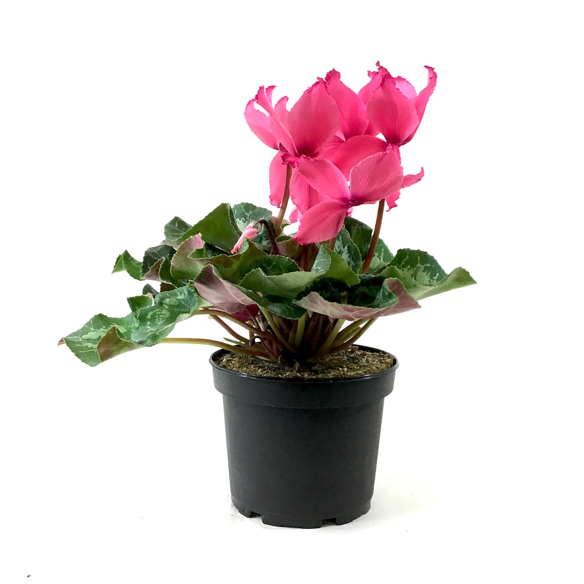 Cyclamen, 6in, Persicum, Assorted Colours - Floral Acres Greenhouse & Garden Centre