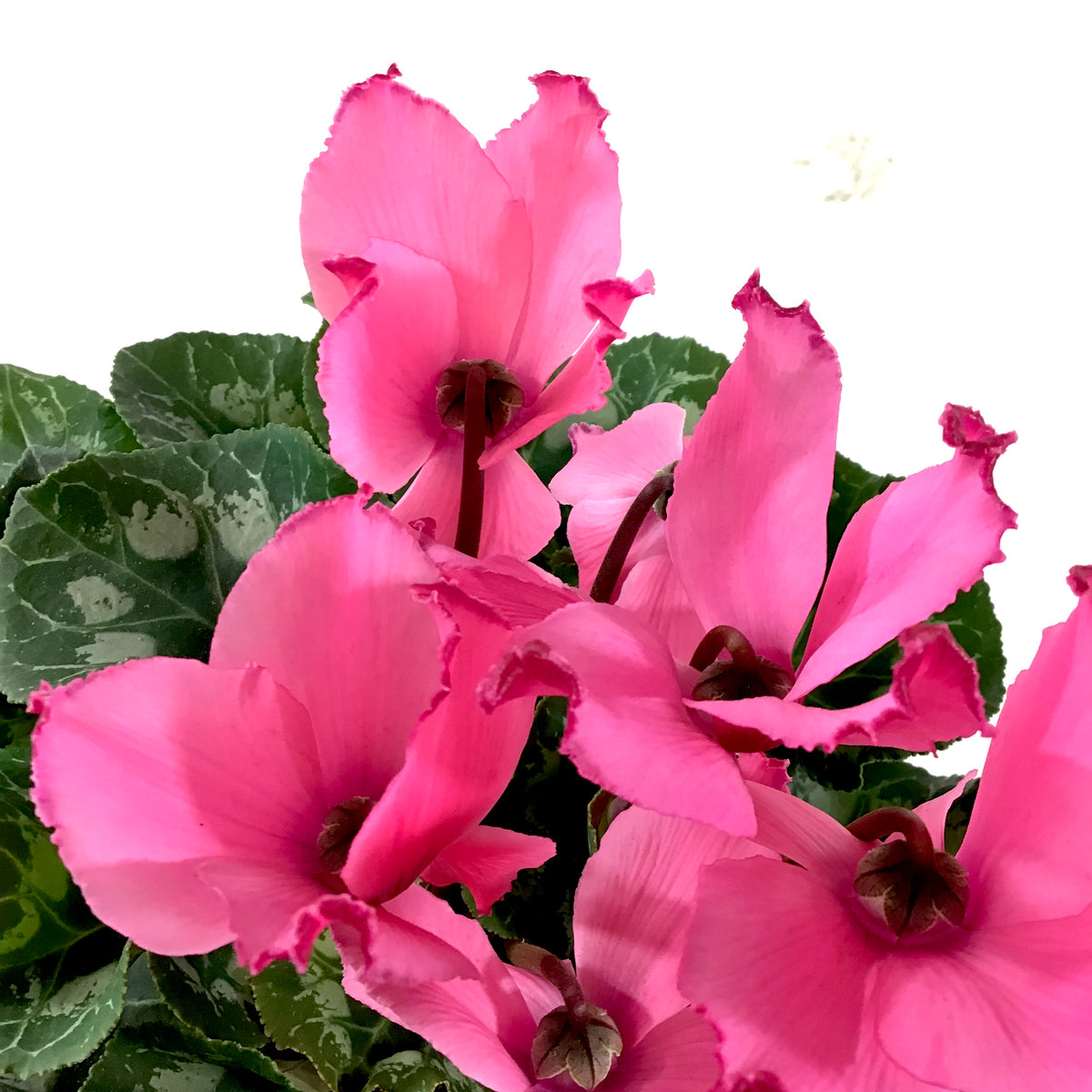 Cyclamen, 6in, Persicum, Assorted Colours - Floral Acres Greenhouse & Garden Centre