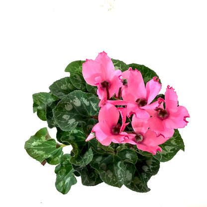Cyclamen, 6in, Persicum, Assorted Colours - Floral Acres Greenhouse & Garden Centre