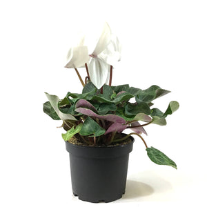 Cyclamen, 6in, Persicum, Assorted Colours - Floral Acres Greenhouse & Garden Centre
