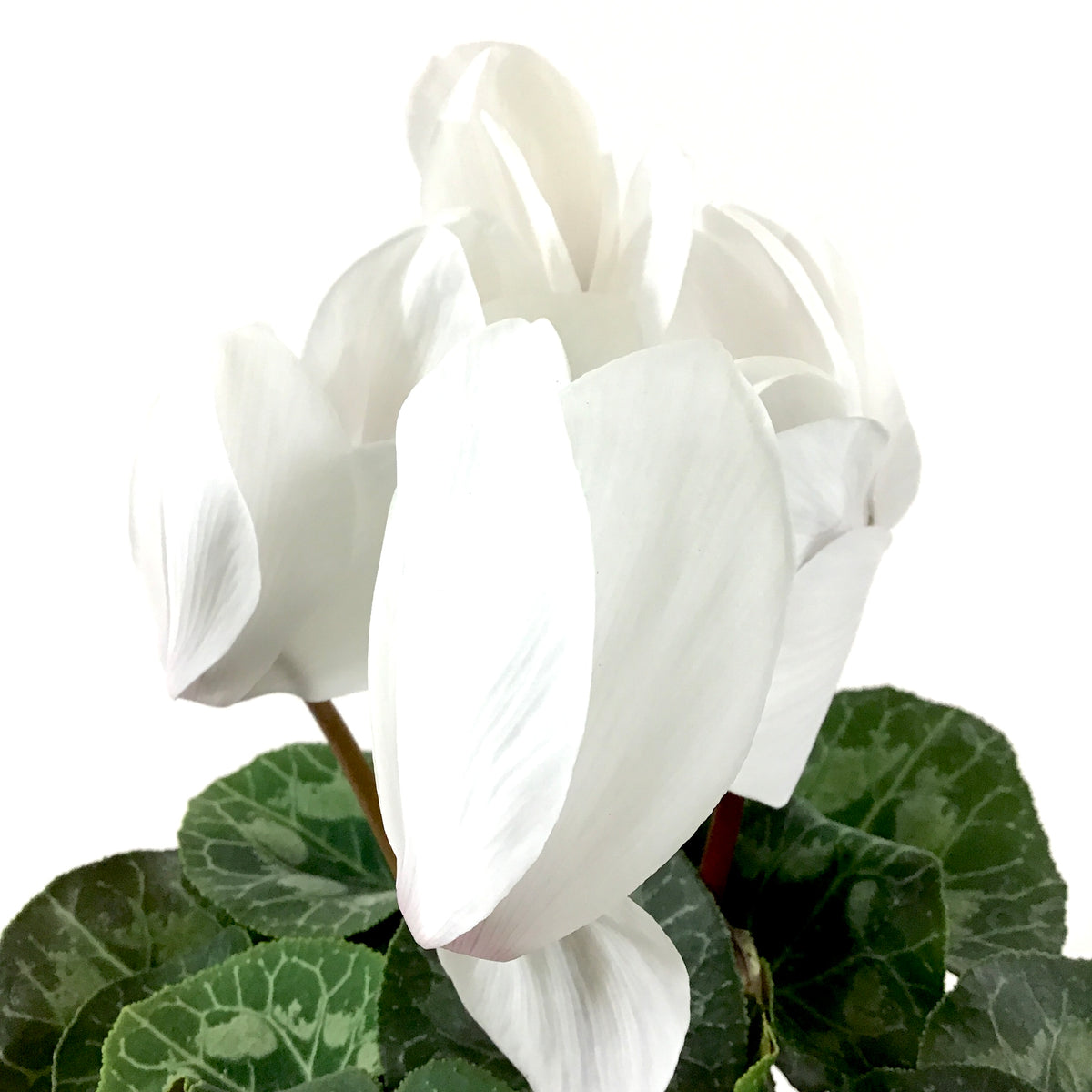 Cyclamen, 6in, Persicum, Assorted Colours - Floral Acres Greenhouse & Garden Centre