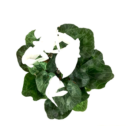 Cyclamen, 6in, Persicum, Assorted Colours - Floral Acres Greenhouse & Garden Centre