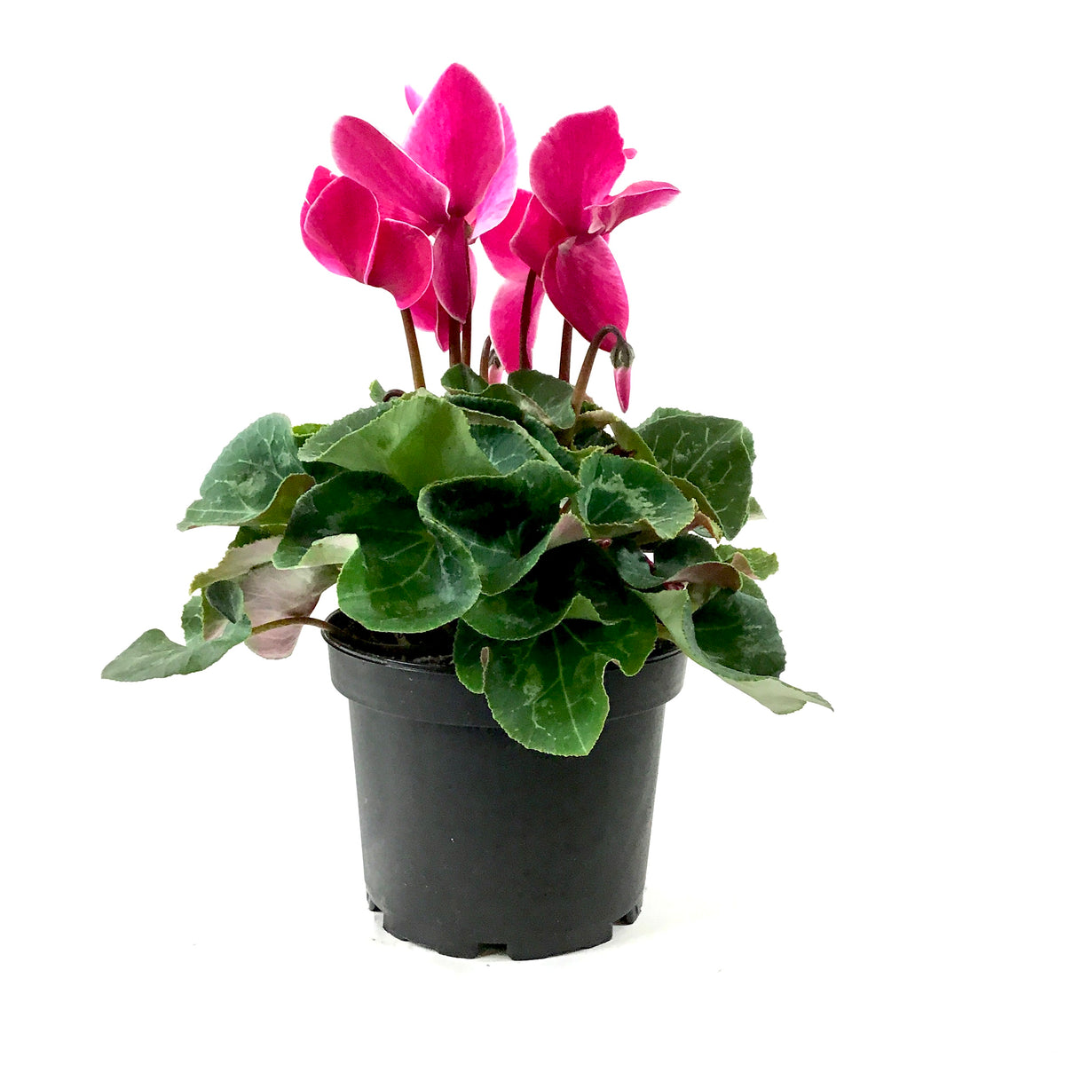 Cyclamen, 6in, Persicum, Assorted Colours - Floral Acres Greenhouse & Garden Centre