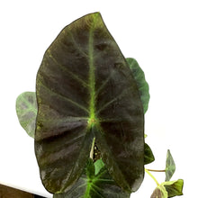 Load image into Gallery viewer, Colocasia, 6in, Royal Hawaiian® Aloha - Floral Acres Greenhouse &amp; Garden Centre
