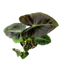 Load image into Gallery viewer, Colocasia, 6in, Royal Hawaiian® Aloha - Floral Acres Greenhouse &amp; Garden Centre
