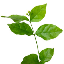 Load image into Gallery viewer, Jasmine, 4in, Arabian - Floral Acres Greenhouse &amp; Garden Centre
