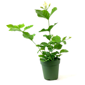Jasmine, 4in, Arabian - Floral Acres Greenhouse & Garden Centre