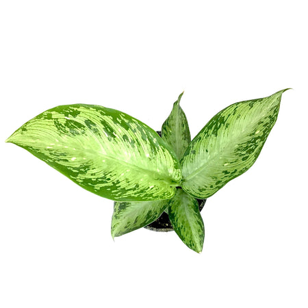 Dieffenbachia, 4in, Tropic Snow - Floral Acres Greenhouse & Garden Centre