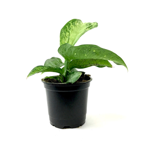 Dieffenbachia, 4in, Tropic Snow - Floral Acres Greenhouse & Garden Centre