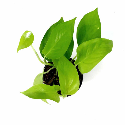 Pothos, 4in, Neon - Floral Acres Greenhouse & Garden Centre