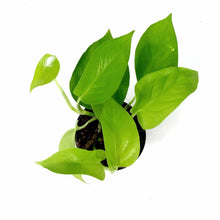 Load image into Gallery viewer, Pothos, 4in, Neon - Floral Acres Greenhouse &amp; Garden Centre
