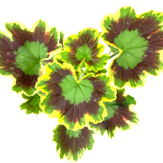 Potted Annual, 4in, Geranium - Floral Acres Greenhouse & Garden Centre
