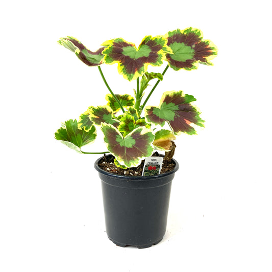 Potted Annual, 4in, Geranium - Floral Acres Greenhouse & Garden Centre