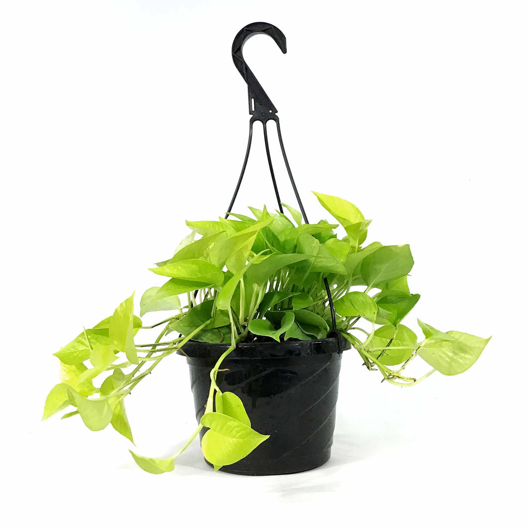 Pothos, 8in, Neon, Hanging Basket - Floral Acres Greenhouse & Garden Centre