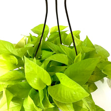 Load image into Gallery viewer, Pothos, 8in, Neon, Hanging Basket - Floral Acres Greenhouse &amp; Garden Centre
