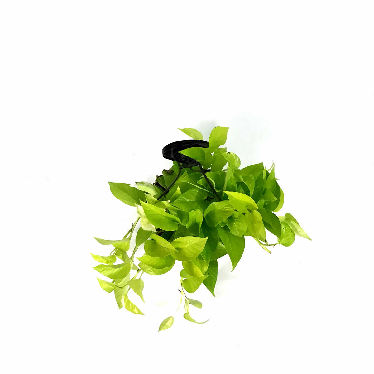 Pothos, 8in, Neon, Hanging Basket - Floral Acres Greenhouse & Garden Centre