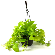 Load image into Gallery viewer, Pothos, 8in, Neon, Hanging Basket - Floral Acres Greenhouse &amp; Garden Centre
