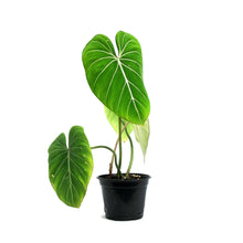 Load image into Gallery viewer, Philodendron, 6in, Gloriosum
