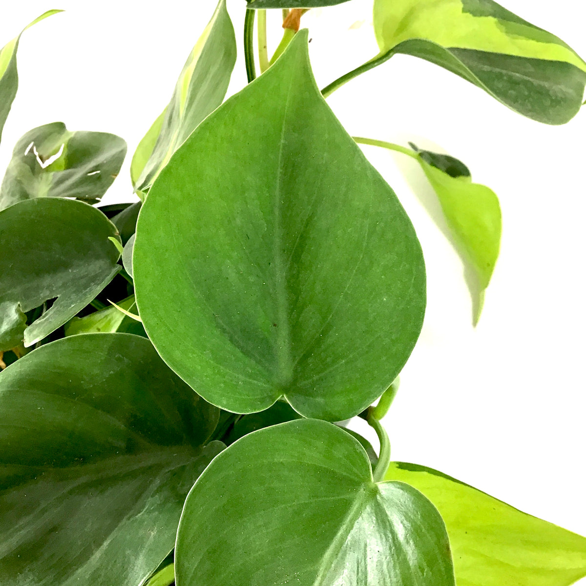 Philodendron, 6in, Brasil - Floral Acres Greenhouse & Garden Centre