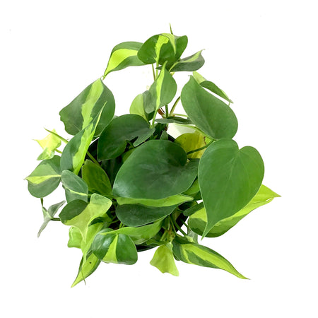 Philodendron, 6in, Brasil - Floral Acres Greenhouse & Garden Centre