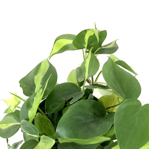 Philodendron, 6in, Brasil - Floral Acres Greenhouse & Garden Centre