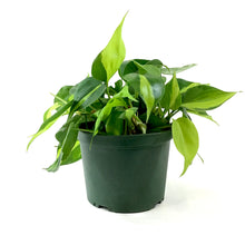 Load image into Gallery viewer, Philodendron, 6in, Brasil - Floral Acres Greenhouse &amp; Garden Centre
