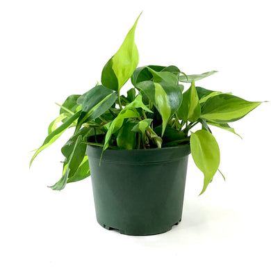 Philodendron, 6in, Brasil - Floral Acres Greenhouse & Garden Centre