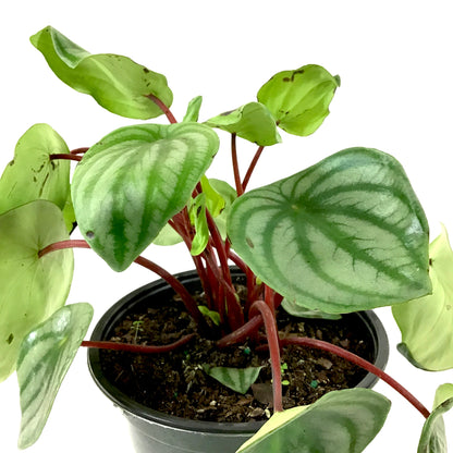 Peperomia, 6in, Watermelon - Floral Acres Greenhouse & Garden Centre