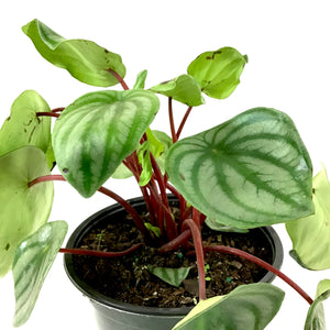 Peperomia, 6in, Watermelon - Floral Acres Greenhouse & Garden Centre