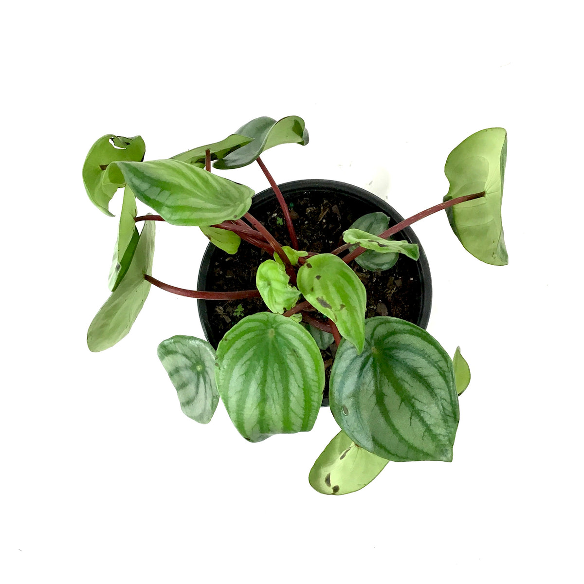 Peperomia, 6in, Watermelon - Floral Acres Greenhouse & Garden Centre