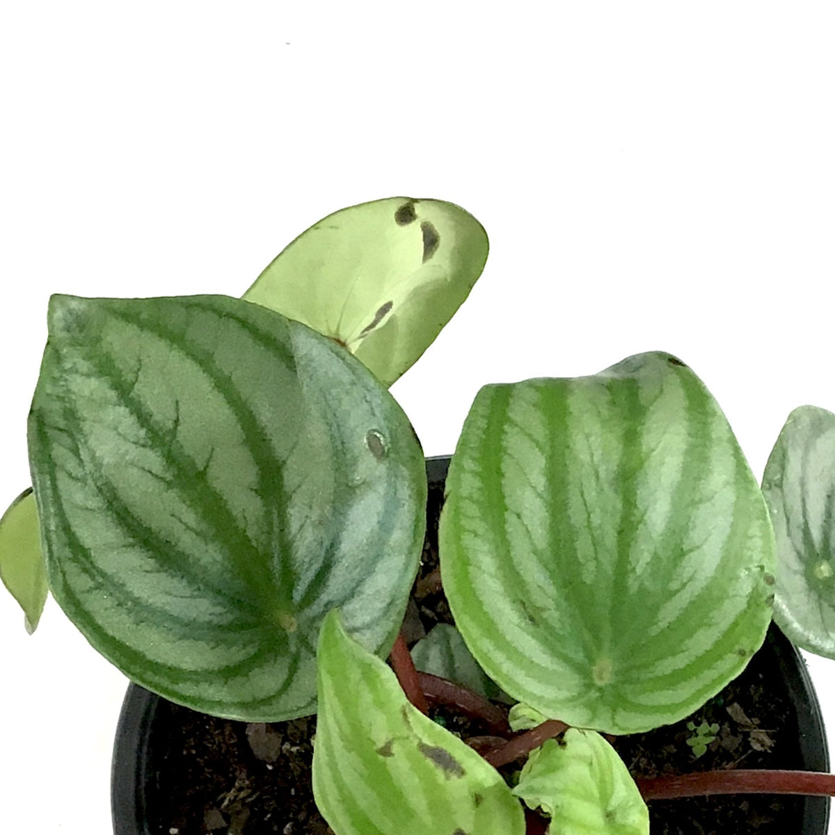 Peperomia, 6in, Watermelon - Floral Acres Greenhouse & Garden Centre