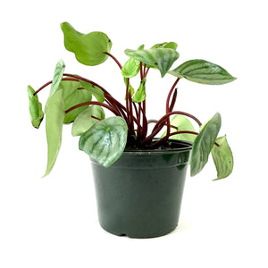 Peperomia, 6in, Watermelon - Floral Acres Greenhouse & Garden Centre