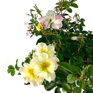 Rose, 2 gal, Peach Lemonade - Floral Acres Greenhouse & Garden Centre