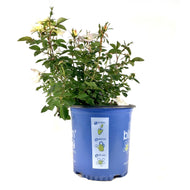 Rose, 2 gal, Peach Lemonade - Floral Acres Greenhouse & Garden Centre