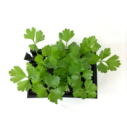 Vegetable, 6pk, Celery - Floral Acres Greenhouse & Garden Centre